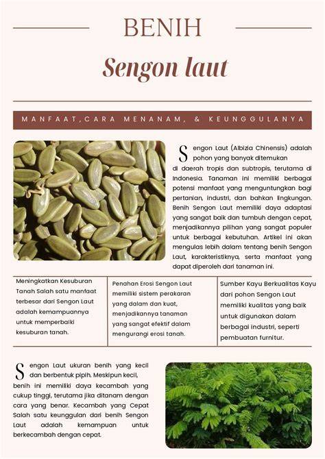 Sengon Laut | CV. Plantamor Semarang - raincitystudios.com