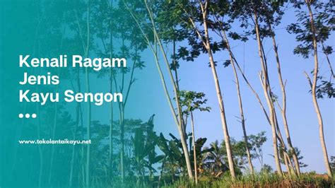 Sengon - raincitystudios.com