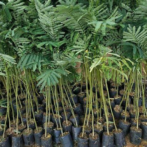 Sengon Solomon Siap Tanam - Agro Bibit ID - raincitystudios.com