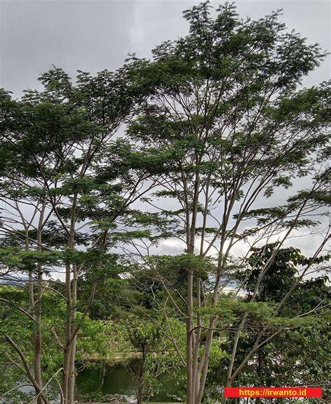 sengon unggul (Falcataria moluccana) - PDF Free Download - raincitystudios.com