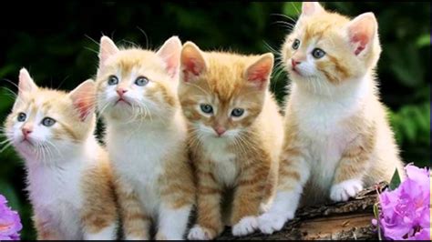 SENJUU di 2021 Anak kucing lucu, Kucing lucu, Kucing