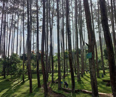 Sensasi Alam Hutan Pinus Situs Batu Kuda - raincitystudios.com