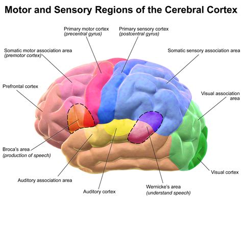 SENSORY AREAS OF THE BRAIN - ScienceDirect