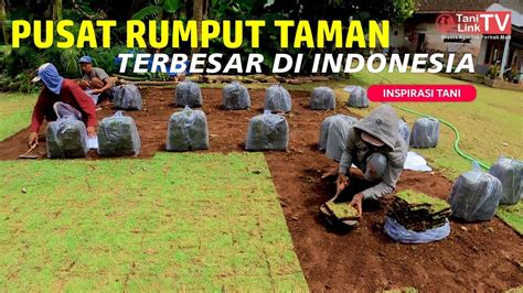 Sentra Budidaya Rumput Taman Terbesar di Malang. Sudah Ada - balustradellc