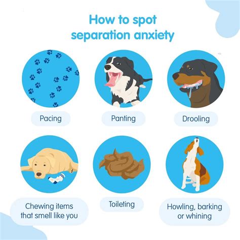Separation Anxiety in Dogs | RSPCA - RSPCA - balustradellc