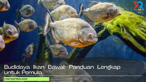 Seputar Ikan Bawal Lengkap - balustradellc