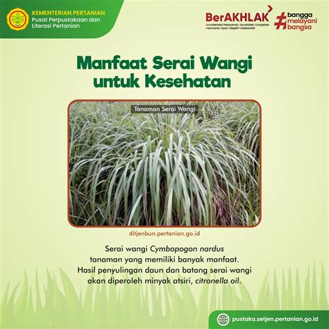 Serai wangi - Wikipedia bahasa Indonesia, ensiklopedia bebas - balustradellc