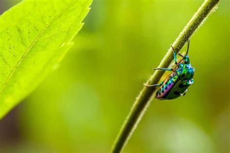 Serangga Hutan - balustradellc