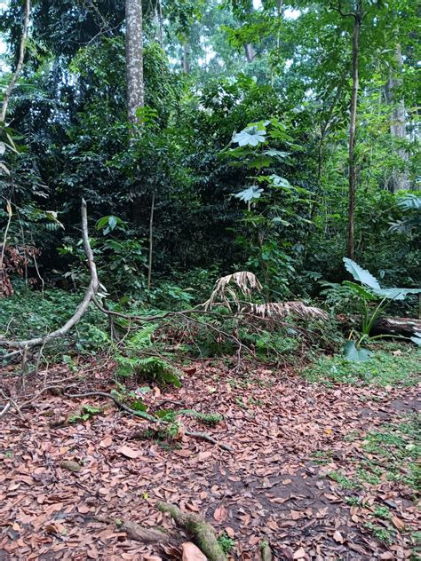 Serasah Adalah - muktibox.com