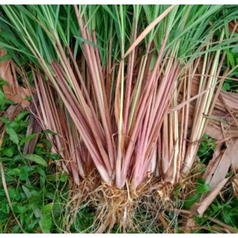 Sereh Wangi | PDF | Bisnis - balustradellc