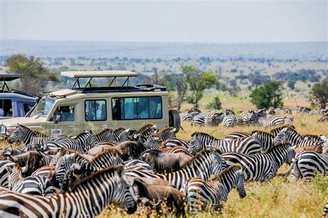 Serengeti Migration Tours - Serengeti wildebeest … - muktibox.com