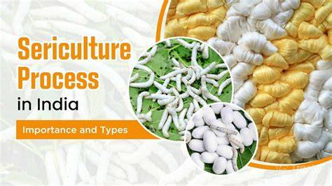 Sericulture: Definition, Process, Types, Importance - Embibe - raincitystudios.com