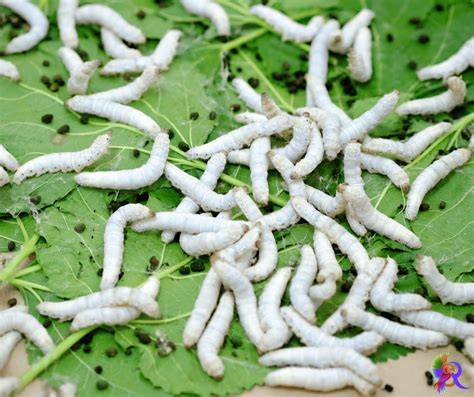Sericulture & Mulberry cultivation practices | PPTX - raincitystudios.com