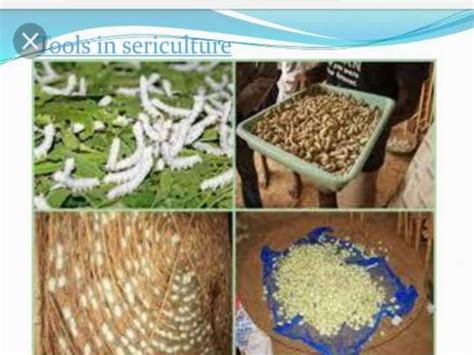 Sericulture in India - mulberry trees for silk worms to … - raincitystudios.com