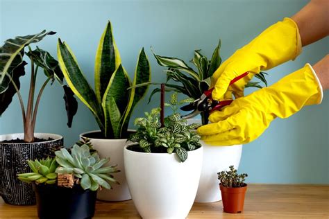 Sering Dianggap Sepele, Ini Deretan Kesalahan dalam Merawat Tanaman ... - balustradellc