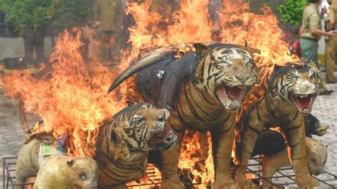 Sering Diburu oleh Manusia, Gajah Beradaptasi Lahir … - balustradellc