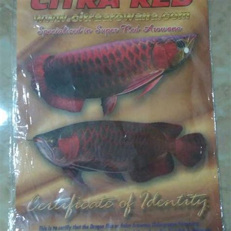 Sertifikat dan Chip Arowana Super Red - balustradellc