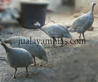Serunya Beternak Ayam Mutiara : Ayam Hias dari Afrika - balustradellc