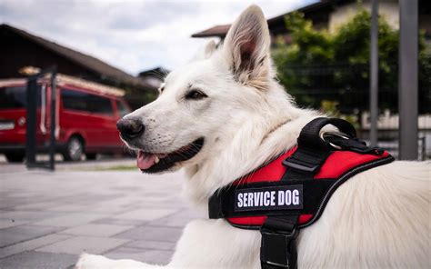 Service Animals | ADA National Network - balustradellc