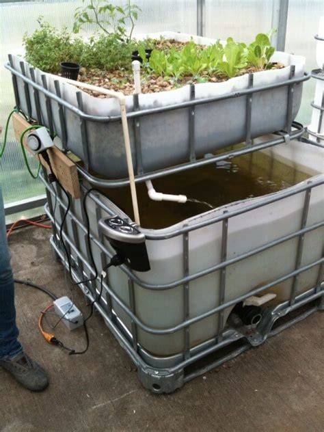 Setting up a Simple IBC Aquaponic system - raincitystudios.com