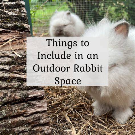 Setting up an Outdoor Rabbit Space - The Cape Coop - raincitystudios.com