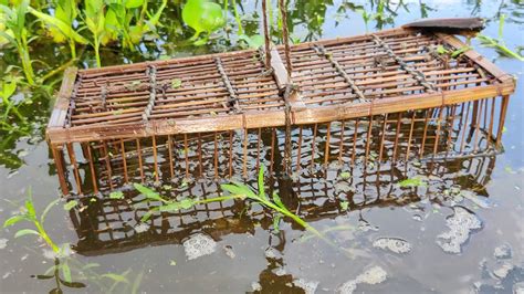 Setting Up Horned Fish Traps for a Village Meal - balustradellc