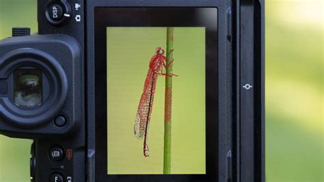 Setting Up Olympus Focus Peaking for Macro Photography - balustradellc