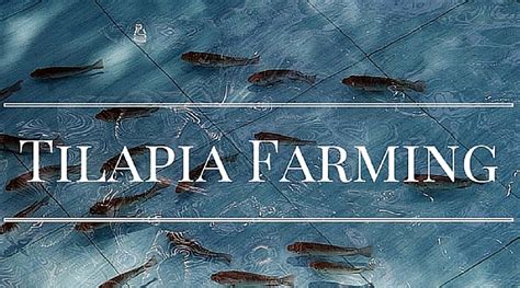 Setting up Your own Home Based Tilapia Farm - balustradellc