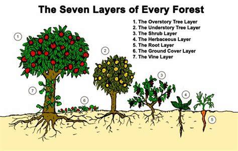 Seven Layers of a Food Forest - CRC Research - raincitystudios.com