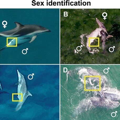 Sex in Cetaceans - muktibox.com
