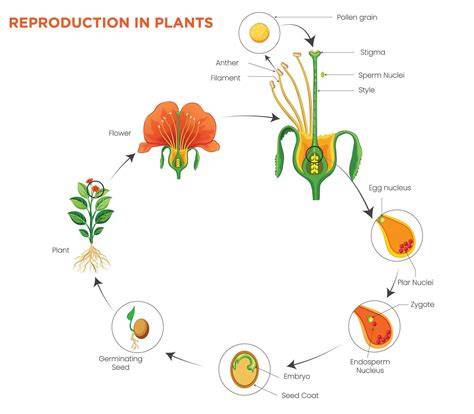 Sexual Reproduction: Pollination, Fertilization, Plant ... - Toppr - raincitystudios.com