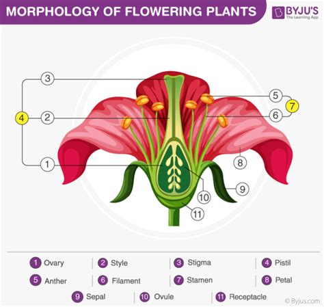 SEXUAL REPRODUCTION IN FLOWERING PLANTS 12 crash …