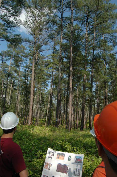 SFA Silviculture - 3.4. Regeneration Methods: … - raincitystudios.com