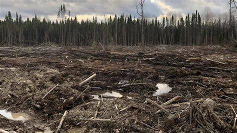 SFI Offers Greenwashing of Unsustainable Logging - raincitystudios.com