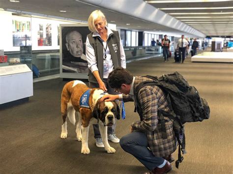SFO Wag Brigade offering a helping paw during summer travel