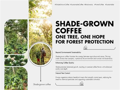 Shade Grown Coffee: A Canopy of Hope for Forest … - raincitystudios.com