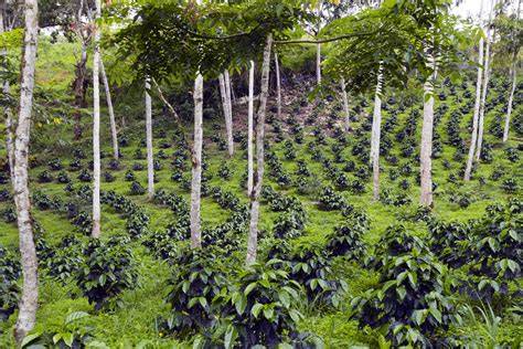Shade Grown Coffee – Eartheasy - raincitystudios.com
