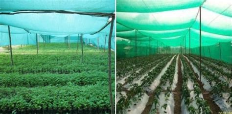 Shade Net Gardening Advantages, Ideas – A Full Guide - raincitystudios.com