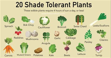 Shade Tolerant Edible Plants - One Green World - raincitystudios.com