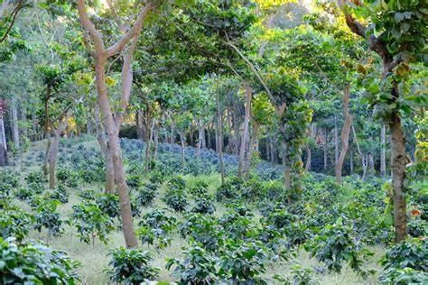 Shade tree and coffee production agroforesty system - raincitystudios.com