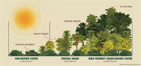 Shade tree diversity enhances coffee production and quality in ... - raincitystudios.com