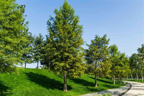 Shade Trees | Evergreen Trees Direct - raincitystudios.com