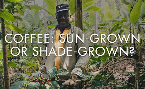 Shade-Grown Coffee Helps Ecosystems and Farmers - raincitystudios.com