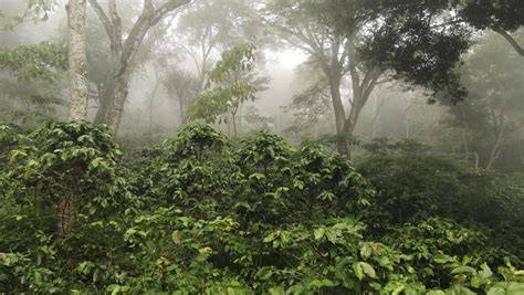 Shade-Grown Coffee in an Agroforestry System - raincitystudios.com