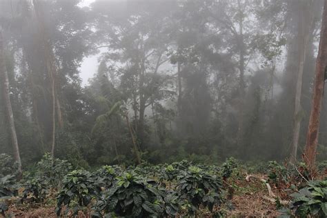 Shade-grown coffee preserves native tree diversity - raincitystudios.com