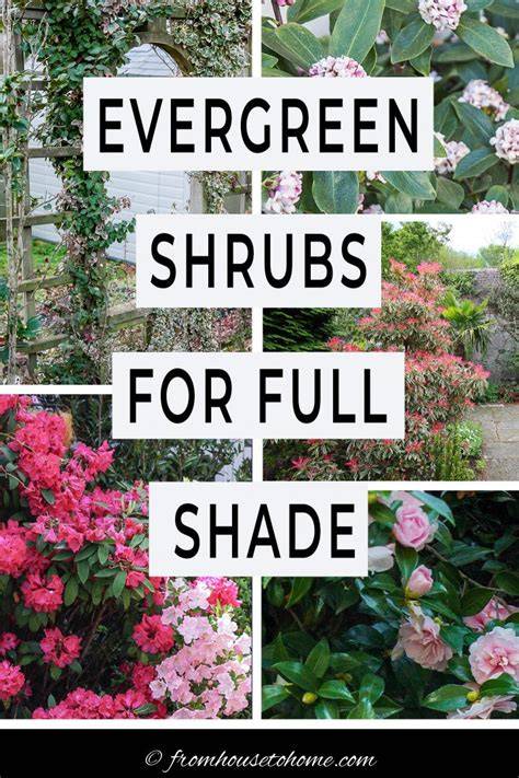 Shade-Loving Native Evergreen Shrubs Guide - Green Packs - raincitystudios.com
