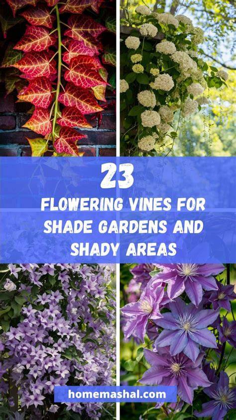 Shade-Loving Vines: Best Picks for Shady Gardens - raincitystudios.com