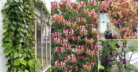 Shade-Tolerant Flowering Climbers - Fine Gardening - raincitystudios.com