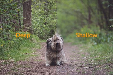 Shallow Depth of Field Photography Tips & Tricks - Shotkit - balustradellc