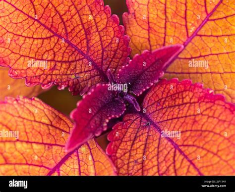 Shallow Depth-of-Field - Small Sensor Photography by … - balustradellc